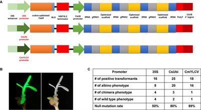 Highly Efficient Generation of Canker-Resistant Sweet Orange Enabled by an Improved CRISPR/Cas9 System
